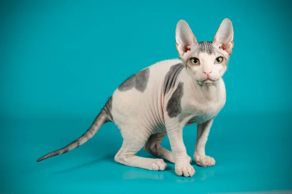 Don Sfenks kedisi renkli arka plan üzerinde kedi fotoğraf stüdyosu