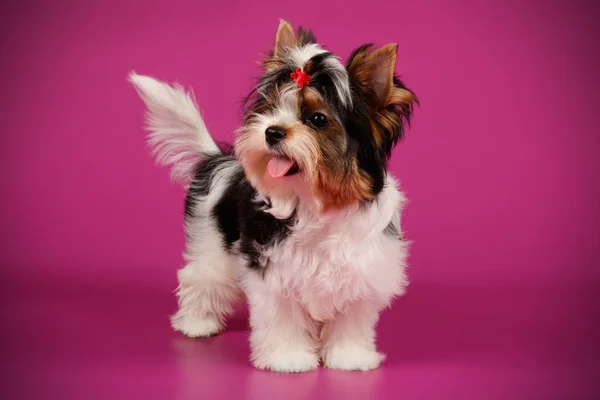 Stüdyo fotoğrafçılığı için bir Biewer Yorkshire Terrier renkli arka plan üzerinde