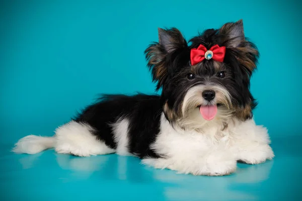 Studio Fotografii Biewer Yorkshire Terrier Kolorowe Tło — Zdjęcie stockowe