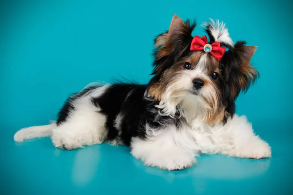 Fotografía Estudio Biewer Yorkshire Terrier Sobre Fondos Color —  Fotos de Stock