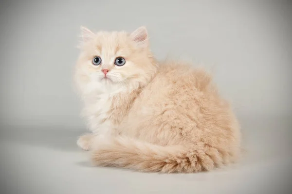 Fotografia Estúdio Gato Escocês Cabelo Longo Reto Fundos Coloridos — Fotografia de Stock