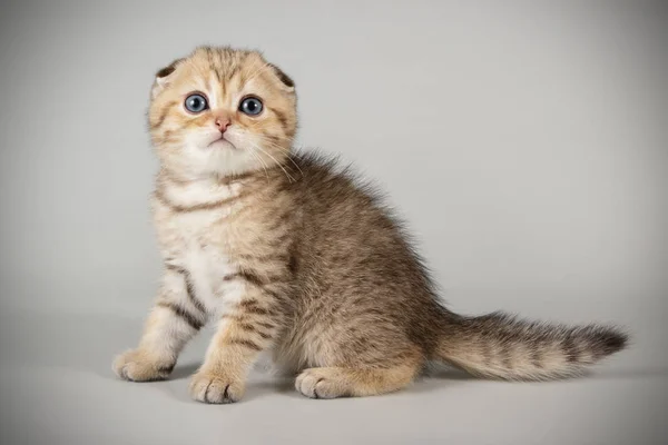 Fotografia Estúdio Gato Escocês Dobra Shorthair Fundos Coloridos — Fotografia de Stock