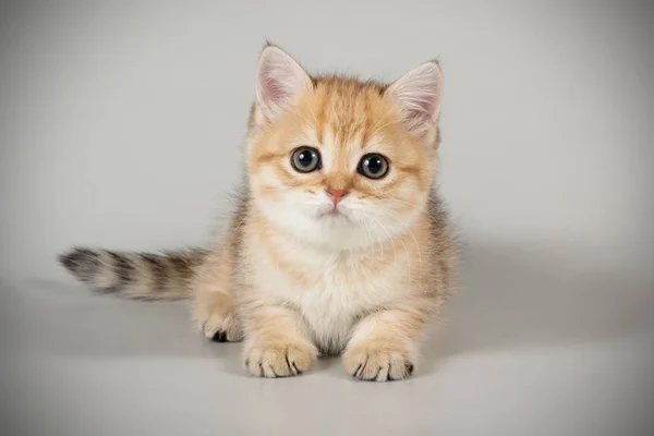 Studioaufnahmen Einer Schottischen Kurzhaarkatze Auf Farbigem Hintergrund — Stockfoto