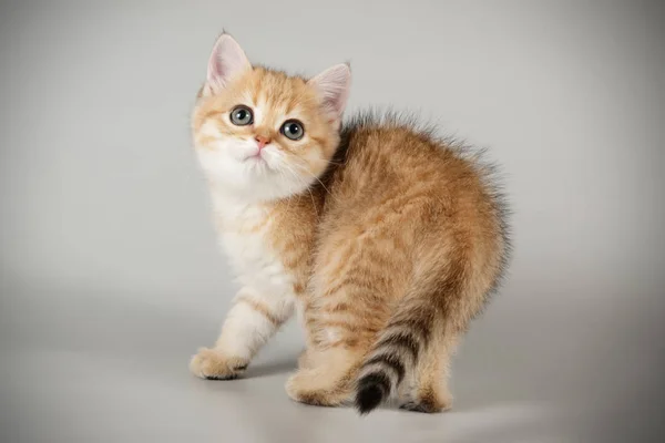 Fotografía Estudio Gato Escocés Taquigrafía Recta Sobre Fondos Color — Foto de Stock