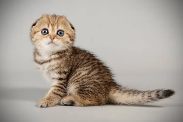 Fotografía Estudio Gato Taquigrafía Pliegue Escocés Sobre Fondos Color — Foto de Stock