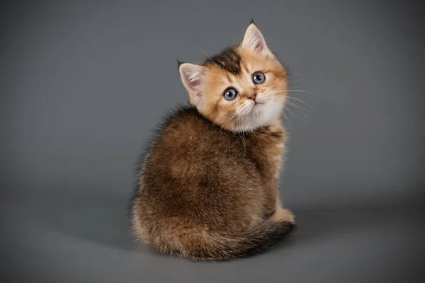 Fotografía Estudio Gato Escocés Taquigrafía Recta Sobre Fondos Color —  Fotos de Stock