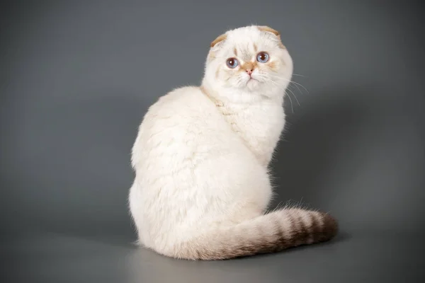 Fotografía Estudio Gato Taquigrafía Pliegue Escocés Sobre Fondos Color — Foto de Stock