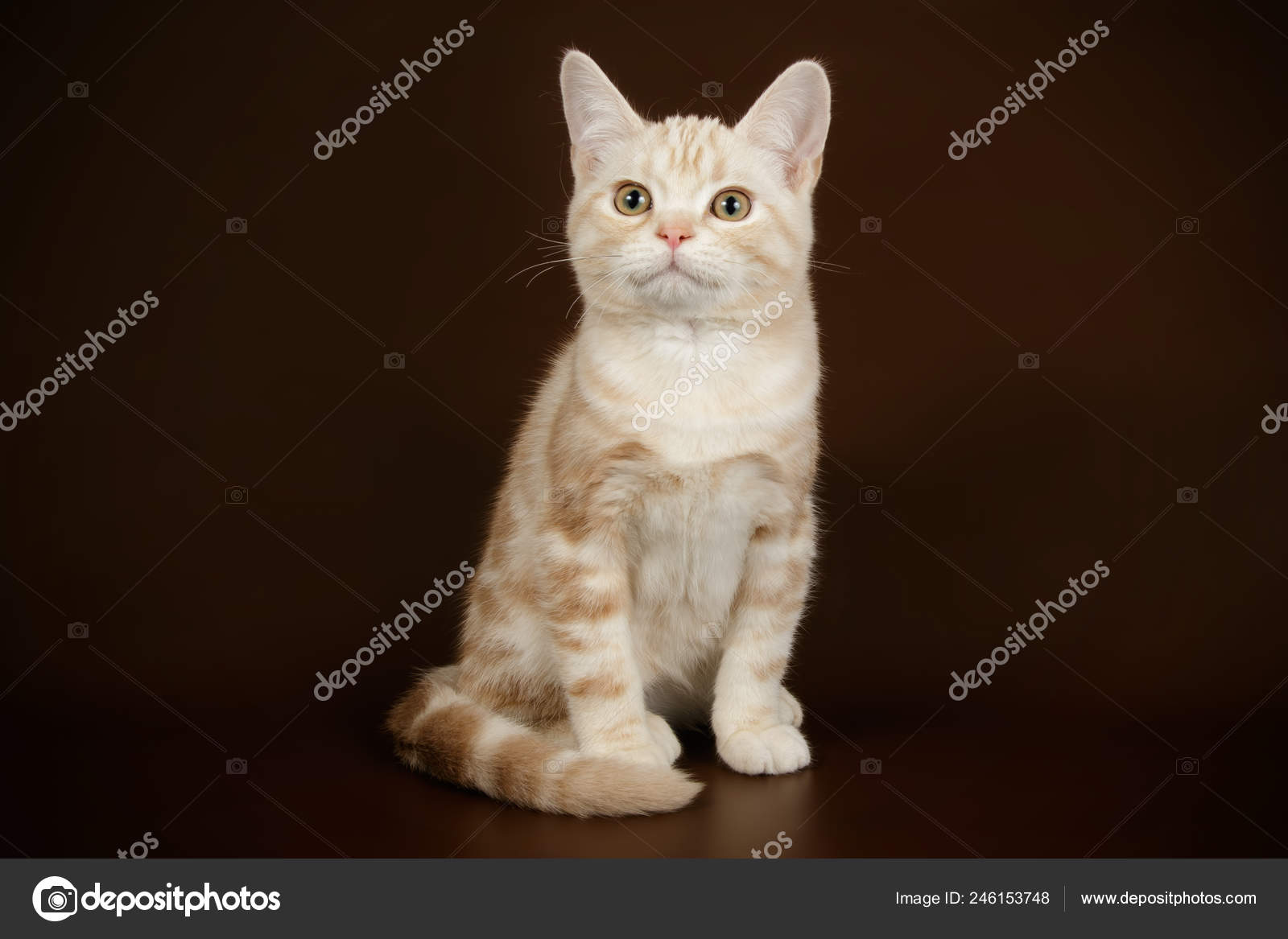 Photographie Studio Chat Americain Poil Court Sur Fond Colore Image Libre De Droit Par Alex Vol C