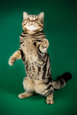 stüdyo fotoğrafçılığı renkli arka plan üzerinde bir İskoç düz stenografi kedi