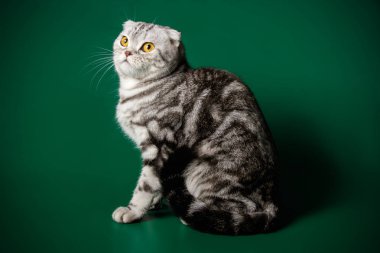 Bir İskoç fold stenografi kedi renkli arka plan üzerinde fotoğraf stüdyosu