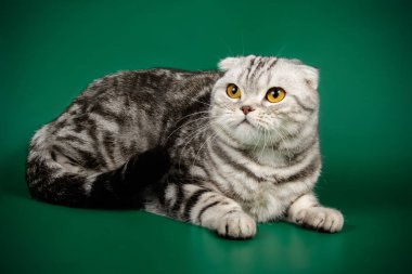 Bir İskoç fold stenografi kedi renkli arka plan üzerinde fotoğraf stüdyosu