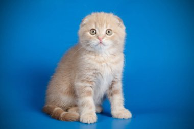 Bir İskoç fold stenografi kedi renkli arka plan üzerinde fotoğraf stüdyosu