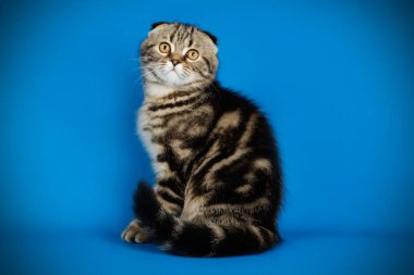 Bir İskoç fold stenografi kedi renkli arka plan üzerinde fotoğraf stüdyosu