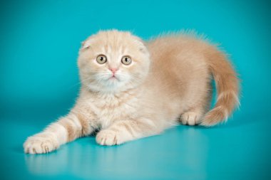 Bir İskoç fold stenografi kedi renkli arka plan üzerinde fotoğraf stüdyosu