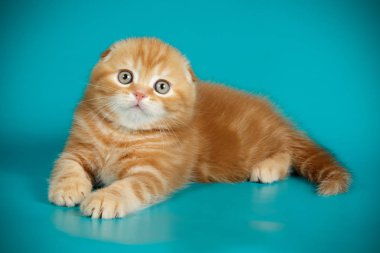 Bir İskoç fold stenografi kedi renkli arka plan üzerinde fotoğraf stüdyosu