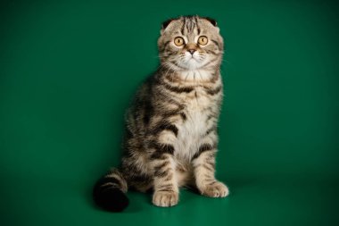 Bir İskoç fold stenografi kedi renkli arka plan üzerinde fotoğraf stüdyosu