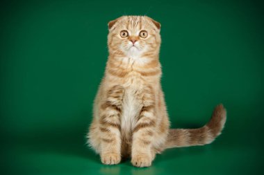 Bir İskoç fold stenografi kedi renkli arka plan üzerinde fotoğraf stüdyosu