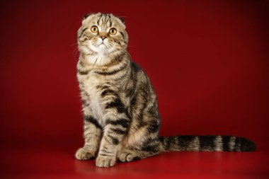 Bir İskoç fold stenografi kedi renkli arka plan üzerinde fotoğraf stüdyosu