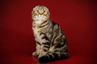 Bir İskoç fold stenografi kedi renkli arka plan üzerinde fotoğraf stüdyosu