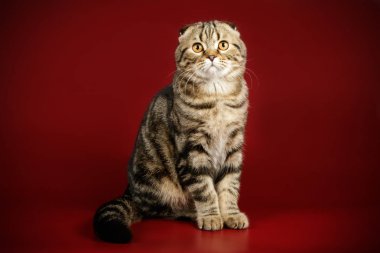 Bir İskoç fold stenografi kedi renkli arka plan üzerinde fotoğraf stüdyosu