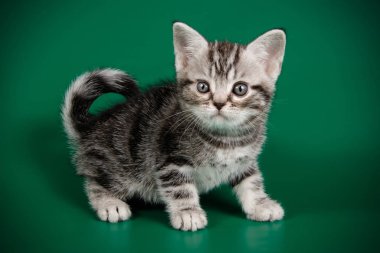 Studio photography of an American shorthair cat on colored backgrounds clipart