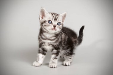 stüdyo fotoğrafçılığı renkli arka plan üzerinde bir Amerikalı stenografi kedi