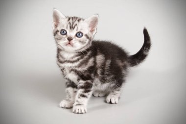 stüdyo fotoğrafçılığı renkli arka plan üzerinde bir Amerikalı stenografi kedi