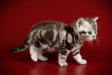 stüdyo fotoğrafçılığı renkli arka plan üzerinde bir Amerikalı stenografi kedi