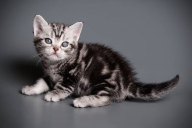 stüdyo fotoğrafçılığı renkli arka plan üzerinde bir Amerikalı stenografi kedi