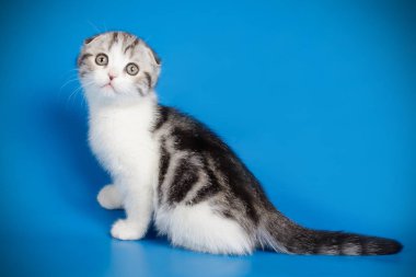 Bir İskoç fold stenografi kedi renkli arka plan üzerinde fotoğraf stüdyosu