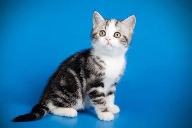 stüdyo fotoğrafçılığı renkli arka plan üzerinde bir İskoç düz stenografi kedi