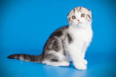 Bir İskoç fold stenografi kedi renkli arka plan üzerinde fotoğraf stüdyosu