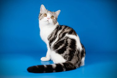 stüdyo fotoğrafçılığı renkli arka plan üzerinde bir İskoç düz stenografi kedi