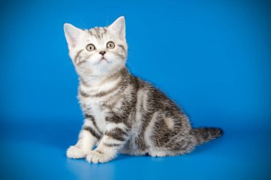 stüdyo fotoğrafçılığı renkli arka plan üzerinde bir İskoç düz stenografi kedi