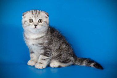 Bir İskoç fold stenografi kedi renkli arka plan üzerinde fotoğraf stüdyosu