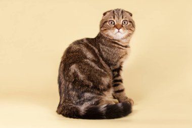 Bir İskoç fold stenografi kedi renkli arka plan üzerinde fotoğraf stüdyosu