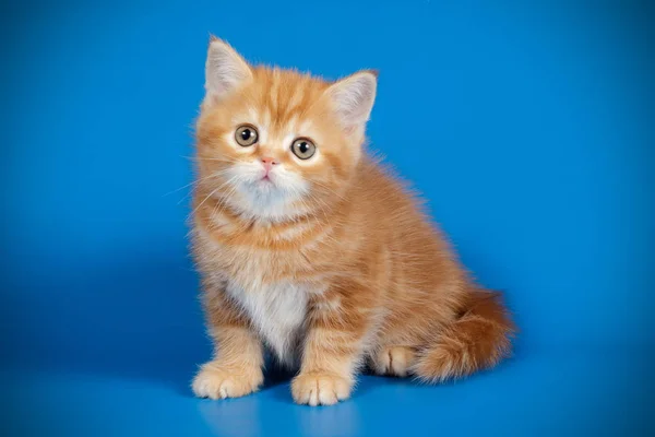 Studio Photography Scottish Straight Shorthair Cat Colored Background — Stock Photo, Image