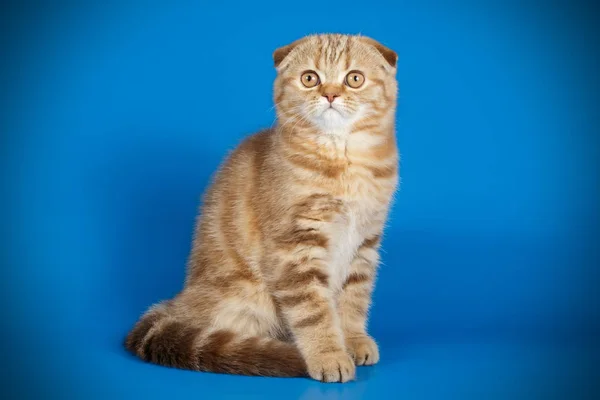 Studio Photography Scottish Fold Shorthair Cat Colored Backgrounds — Stock Photo, Image