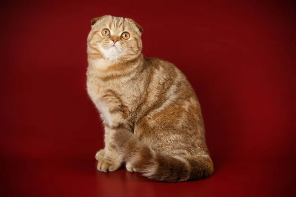 Fotografia Estúdio Gato Escocês Dobra Shorthair Fundos Coloridos — Fotografia de Stock