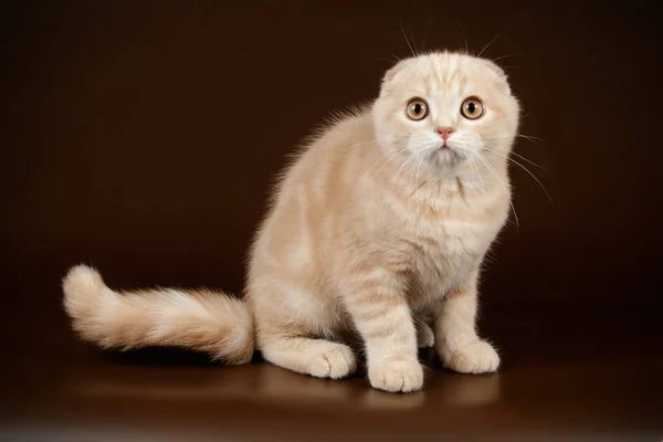 Fotografia Estúdio Gato Escocês Dobra Shorthair Fundos Coloridos — Fotografia de Stock