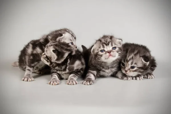 Fotografía Estudio Gato Americano Taquigrafía Sobre Fondos Color — Foto de Stock