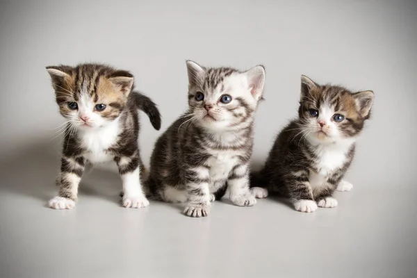 Fotografia Estúdio Gato Americano Shorthair Fundos Coloridos — Fotografia de Stock