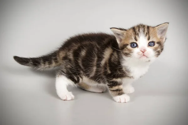 Studio Fotografi Dari Amerika Kucing Bulu Pendek Latar Belakang Berwarna — Stok Foto