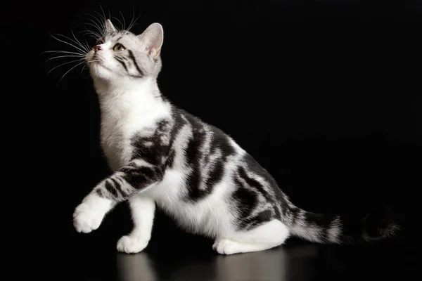 Studio Fotografico Gatto Americano Stenografia Sfondi Colorati — Foto Stock