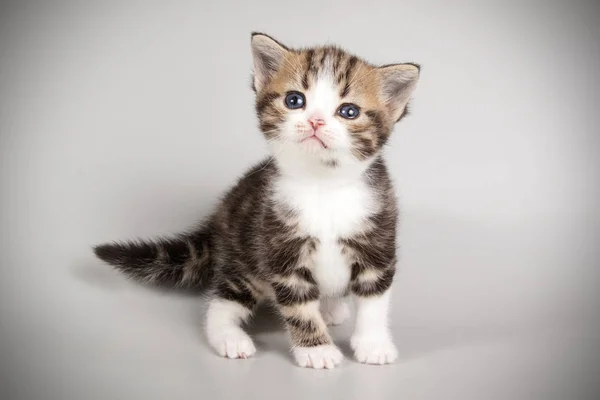 Studio Fotografi Dari Amerika Kucing Bulu Pendek Latar Belakang Berwarna — Stok Foto