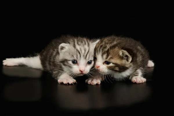 Fotografía Estudio Gato Americano Taquigrafía Sobre Fondos Color — Foto de Stock