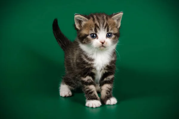 Studio Fotografi Dari Amerika Kucing Bulu Pendek Latar Belakang Berwarna — Stok Foto