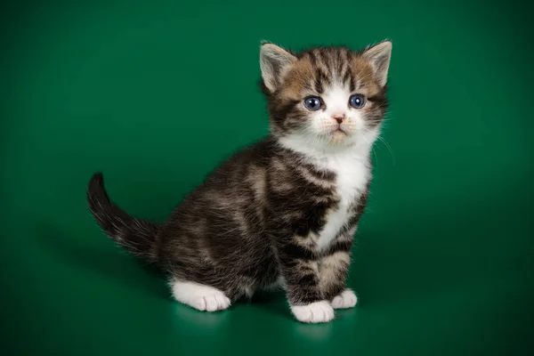 Studio Fotografi Dari Amerika Kucing Bulu Pendek Latar Belakang Berwarna — Stok Foto