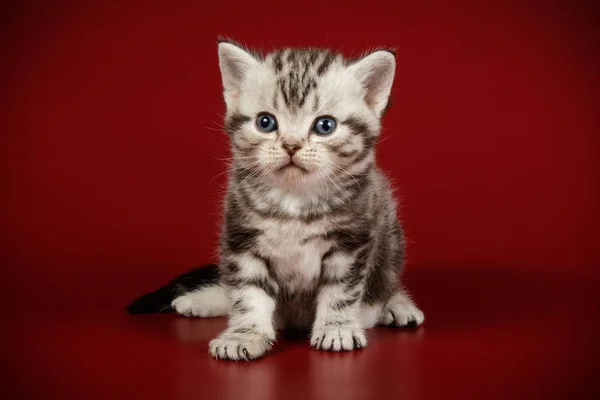 Στούντιο Φωτογραφίας Από Ένα Αμερικανικό Shorthair Γάτα Έγχρωμα Φόντα — Φωτογραφία Αρχείου