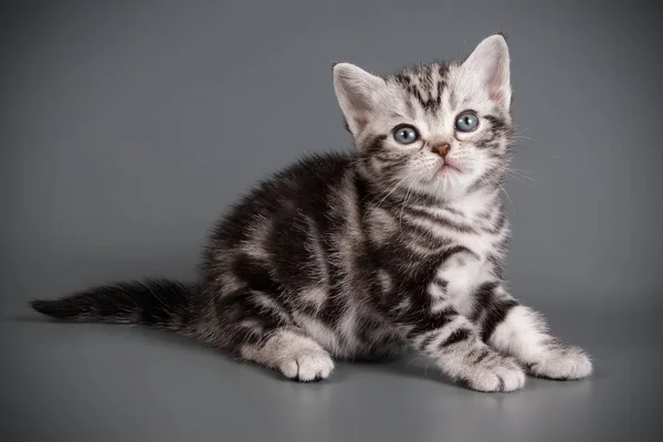 Studioaufnahmen Einer Amerikanischen Kurzhaarkatze Auf Farbigem Hintergrund — Stockfoto